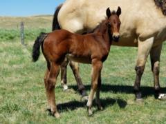 Whiskey Up Crocus JW <BR> AQHA 6014610